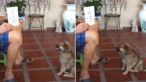 Manden viser hvalpen er stykke papir med nogle notater; den lille hunds reaktion